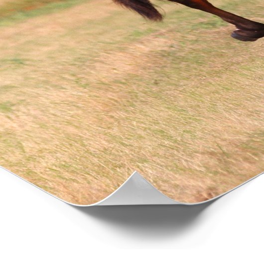 Bob Langrish | Golf van Andalucian Colt in Field Poster (Hoek)