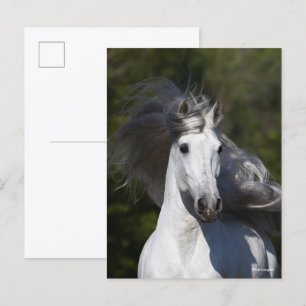 Bob Langrish Gray Andalucian headshot Mane Fstrome Briefkaart