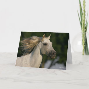 Bob Langrish Gray Andalucian Headshot Mane Fstrome Kaart