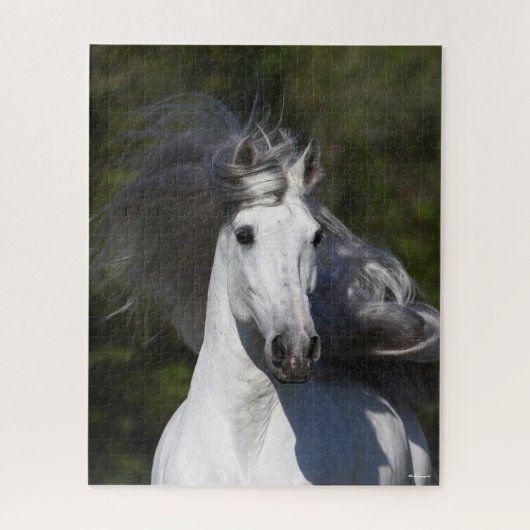 Bob Langrish Gray Andalucian headshot Mane Fstrome Legpuzzel (Verticaal)