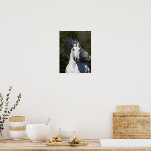 Bob Langrish Gray Andalucian headshot Mane Fstrome Poster (Keuken)