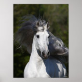 Bob Langrish Gray Andalucian headshot Mane Fstrome Poster (Voorkant)