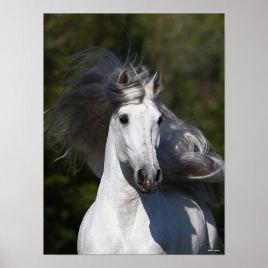 Bob Langrish Gray Andalucian headshot Mane Fstrome Poster (Voorkant)