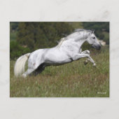Bob Langrish Gray Andalucian Leaping Through Grass Briefkaart (Voorkant)