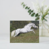 Bob Langrish Gray Andalucian Leaping Through Grass Briefkaart (Staand voorkant)