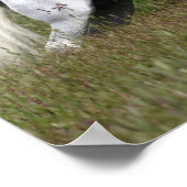 Bob Langrish Gray Andalucian Leaping Through Grass Poster (Hoek)