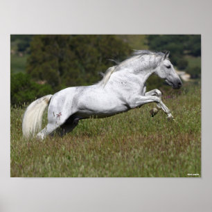 Bob Langrish Gray Andalucian Leaping Through Grass Poster