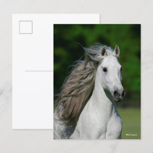 Bob Langrish   Gray Andalucian Stallion headshot Briefkaart