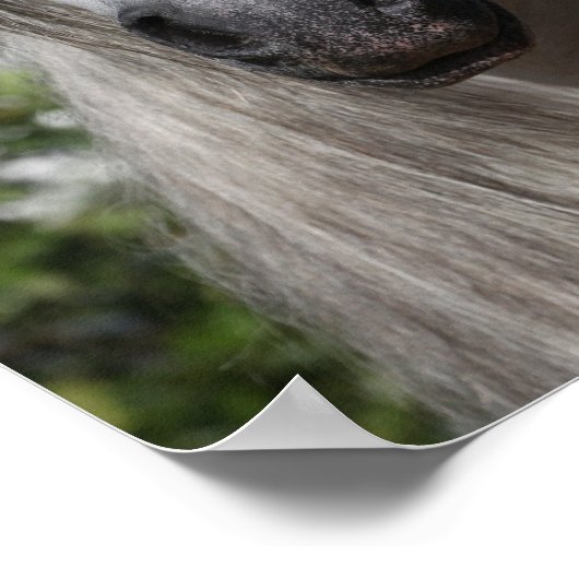 Bob Langrish | Gray Andalucian Stallion headshot Poster (Hoek)