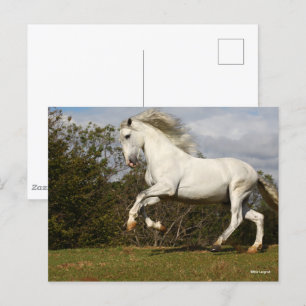 Bob Langrish Gray Andalucian Stallion Leaping Briefkaart