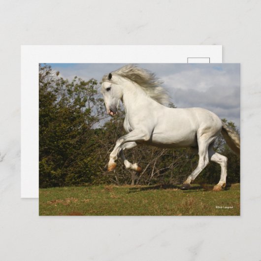 Bob Langrish | Gray Andalucian Stallion Leaping Briefkaart (Voorkant / Achterkant)