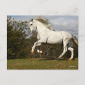 Bob Langrish | Gray Andalucian Stallion Leaping Briefkaart (Voorkant)