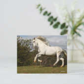 Bob Langrish | Gray Andalucian Stallion Leaping Briefkaart (Staand voorkant)