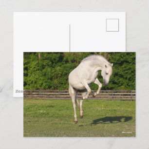 Bob Langrish Gray Andalucian Stallion Leaping Briefkaart