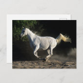 Bob Langrish | Gray Arab Mare Running Briefkaart (Voorkant / Achterkant)