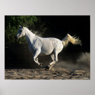 Bob Langrish Gray Arab Mare Running Poster