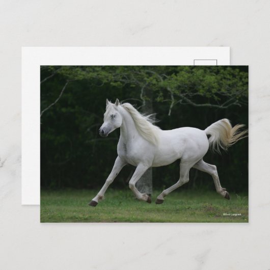 Bob Langrish | Gray Arab Running Briefkaart (Voorkant / Achterkant)