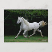 Bob Langrish | Gray Arab Running Briefkaart (Voorkant)