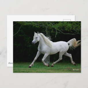 Bob Langrish   Gray Arab Running Briefkaart