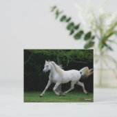 Bob Langrish | Gray Arab Running Briefkaart (Staand voorkant)