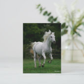 Bob Langrish | Gray Arab Running Briefkaart (Staand voorkant)