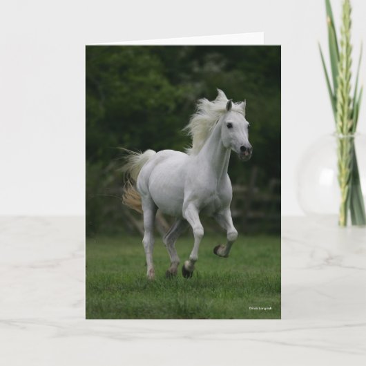 Bob Langrish | Gray Arab Running Kaart (Voorkant)