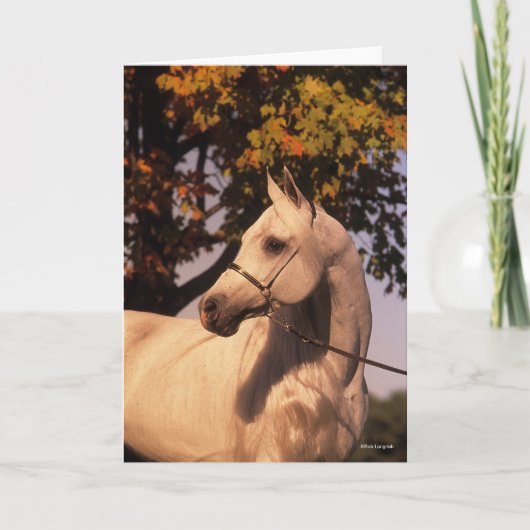 Bob Langrish | Gray Arab Stallion Headshot 4 Kaart (Voorkant)
