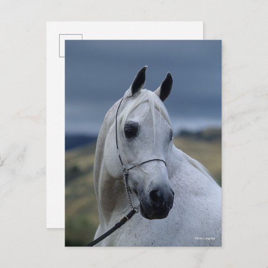 Bob Langrish | Gray Arab Stallion Headshot Briefkaart (Voorkant / Achterkant)