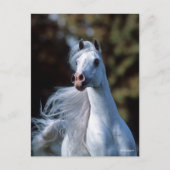 Bob Langrish | Gray Arab Stallion Headshot Briefkaart (Voorkant)