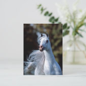 Bob Langrish | Gray Arab Stallion Headshot Briefkaart (Staand voorkant)
