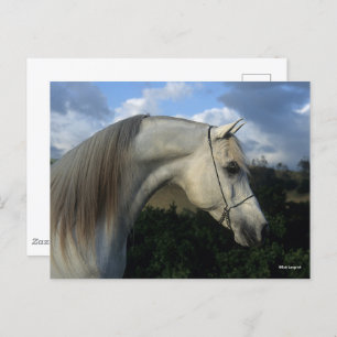 Bob Langrish   Gray Arab Stallion Headshot Briefkaart