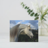 Bob Langrish | Gray Arab Stallion Headshot Briefkaart (Staand voorkant)