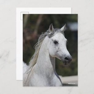 Bob Langrish   Gray Arab Stallion Headshot Briefkaart