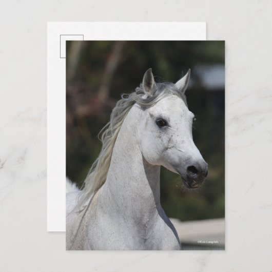 Bob Langrish | Gray Arab Stallion Headshot Briefkaart (Voorkant / Achterkant)