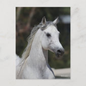 Bob Langrish | Gray Arab Stallion Headshot Briefkaart (Voorkant)
