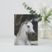 Bob Langrish | Gray Arab Stallion Headshot Briefkaart (Staand voorkant)