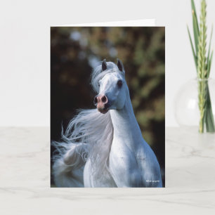 Bob Langrish Gray Arab Stallion Headshot Kaart