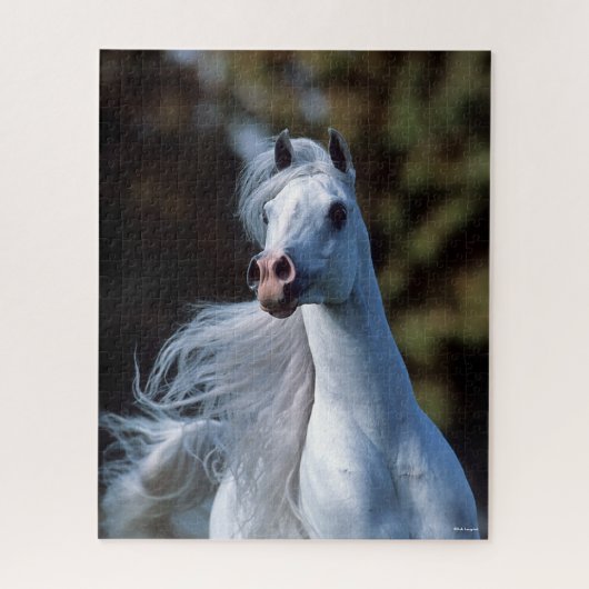 Bob Langrish | Gray Arab Stallion Headshot Legpuzzel (Verticaal)