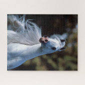 Bob Langrish | Gray Arab Stallion Headshot Legpuzzel (Horizontaal)