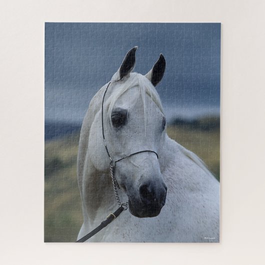Bob Langrish | Gray Arab Stallion Headshot Legpuzzel (Verticaal)