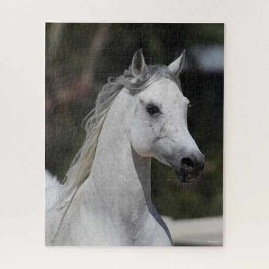 Bob Langrish | Gray Arab Stallion Headshot Legpuzzel (Verticaal)