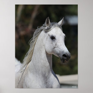 Bob Langrish Gray Arab Stallion Headshot Poster