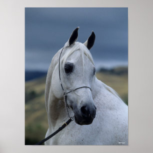 Bob Langrish Gray Arab Stallion Headshot Poster