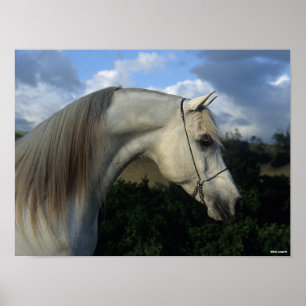 Bob Langrish Gray Arab Stallion Headshot Poster