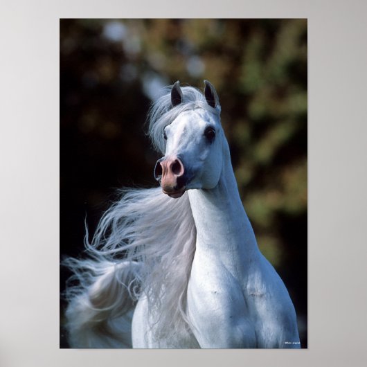 Bob Langrish | Gray Arab Stallion Headshot Poster (Voorkant)
