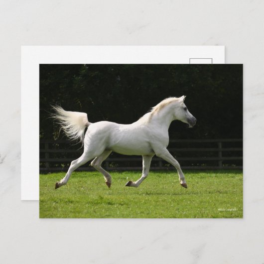 Bob Langrish | Gray Arab Stallion Runing Briefkaart (Voorkant / Achterkant)