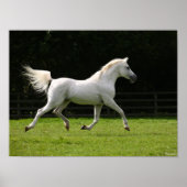 Bob Langrish | Gray Arab Stallion Runing Poster (Voorkant)