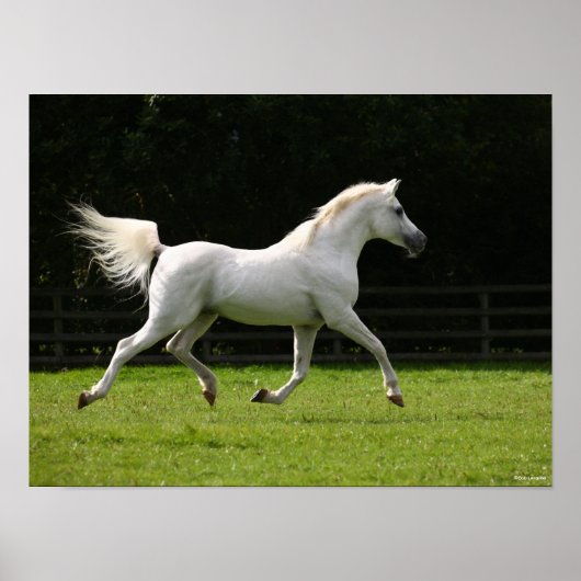 Bob Langrish | Gray Arab Stallion Runing Poster (Voorkant)