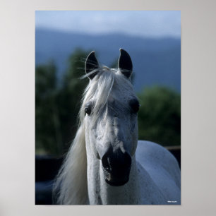 Bob Langrish Gray Arab Stallion Standing Headshot Poster