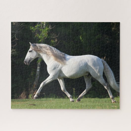 Bob Langrish | Gray Lusitano Stallion Legpuzzel (Horizontaal)